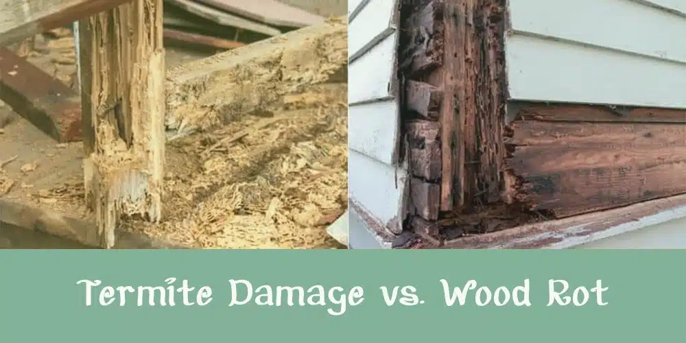 Termite Damage vs. Wood Rot: 5 Key Differences Every Homeowner Must Know